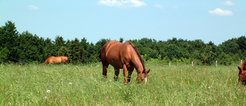 Pferde auf Weide